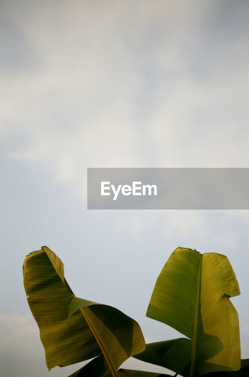 Low angle view of banana leaf against sky