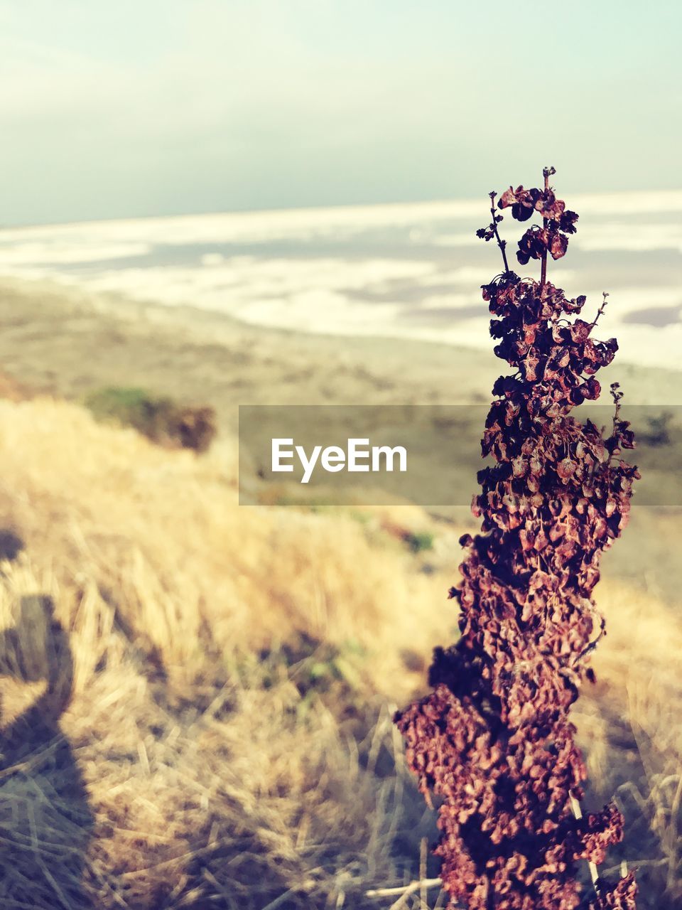 CLOSE-UP OF TREE ON BEACH