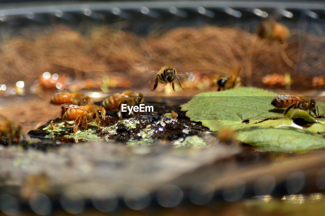 Honey bee in flight over bee bath in backyard apiary