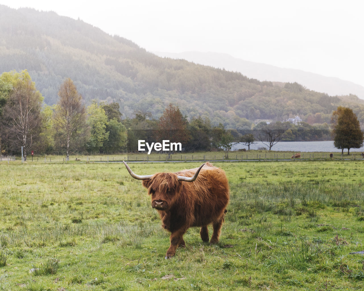 Highland cattle on field against mountains