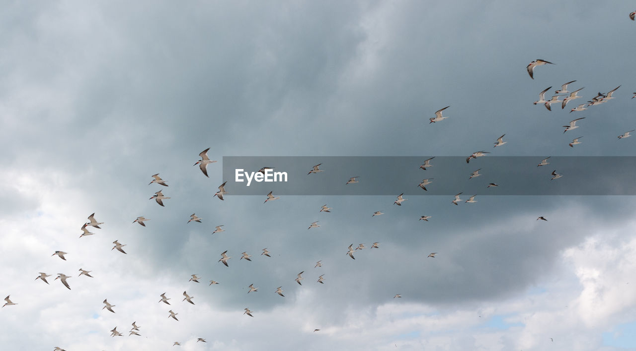 Low angle view of birds flying in sky