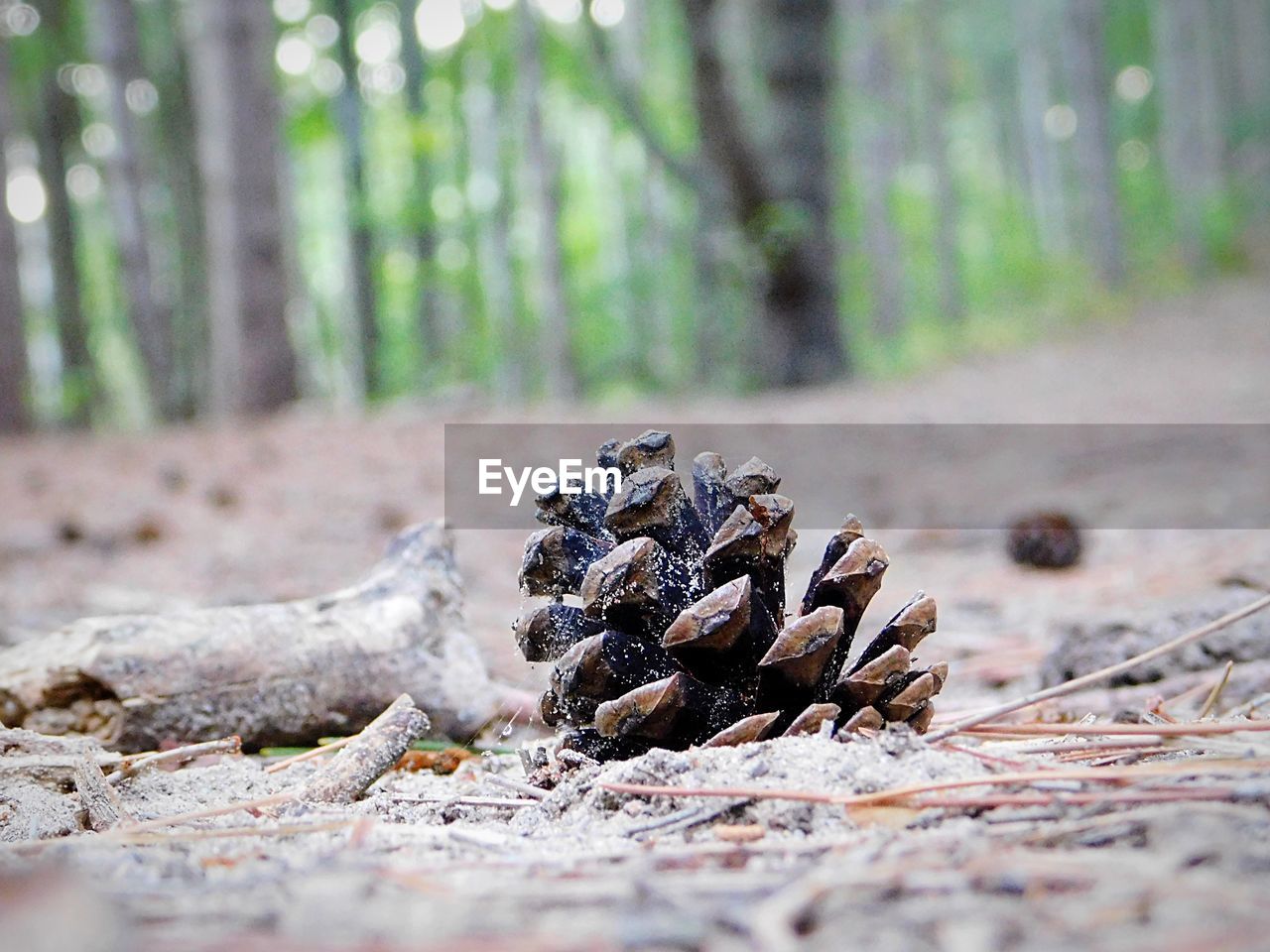 CLOSE-UP OF PINE CONE ON WOOD