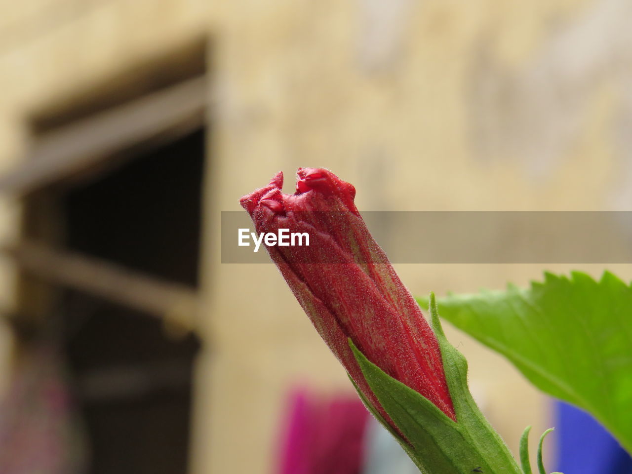 CLOSE-UP OF RED ROSE ON PLANT