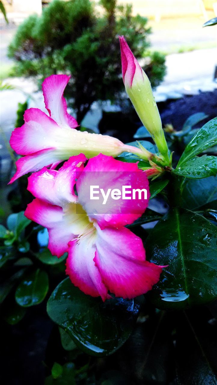 CLOSE-UP OF WATER DROPS ON PINK FLOWER