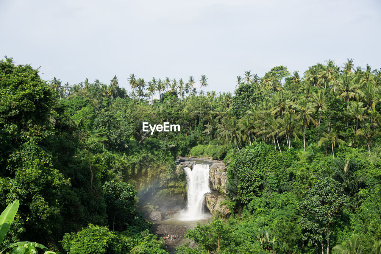 Scenic view of trees against sky