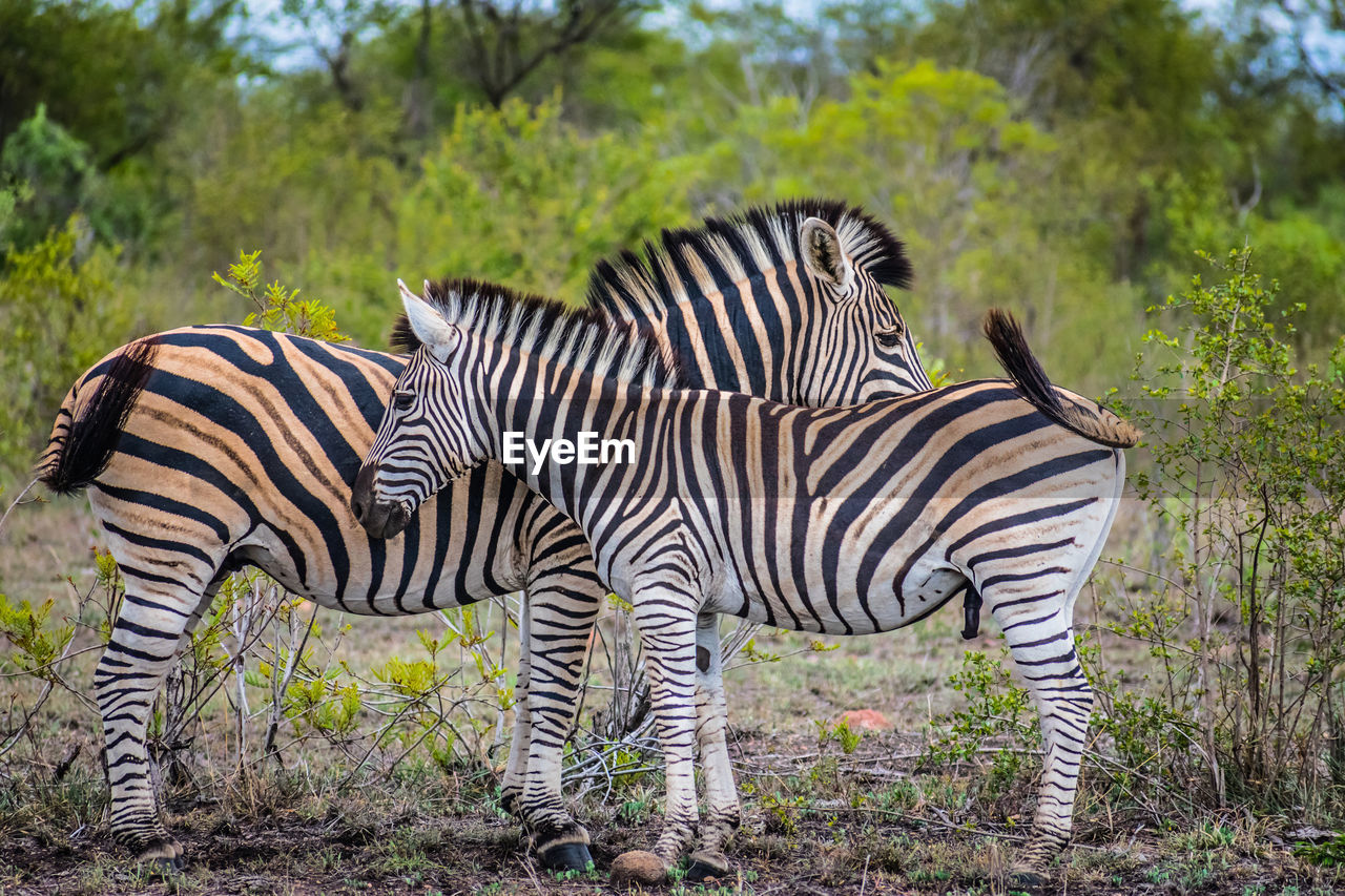 ZEBRA AND TREES IN PLANTS