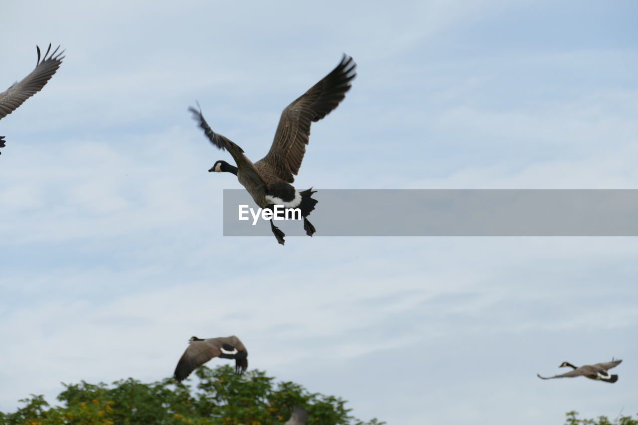 LOW ANGLE VIEW OF BIRD FLYING AGAINST SKY