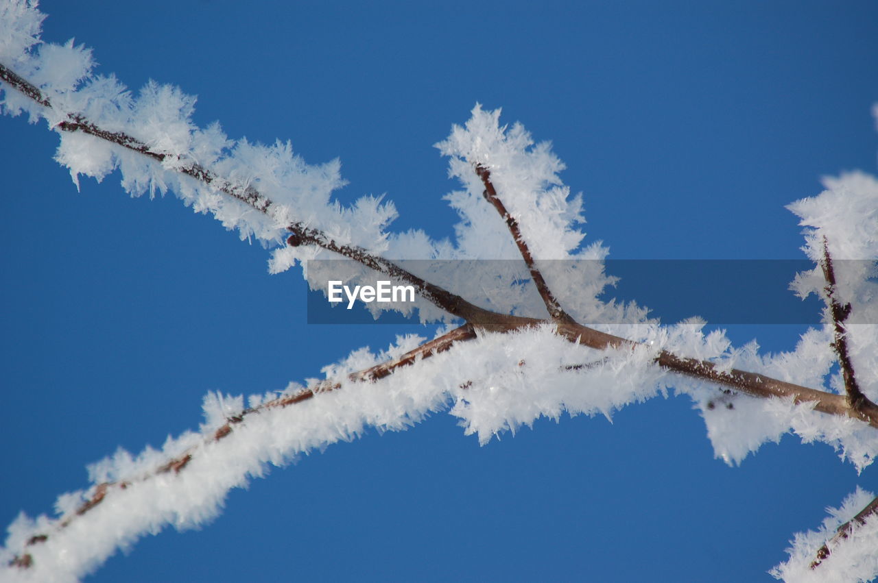 Low angle view of ice crystals on tree