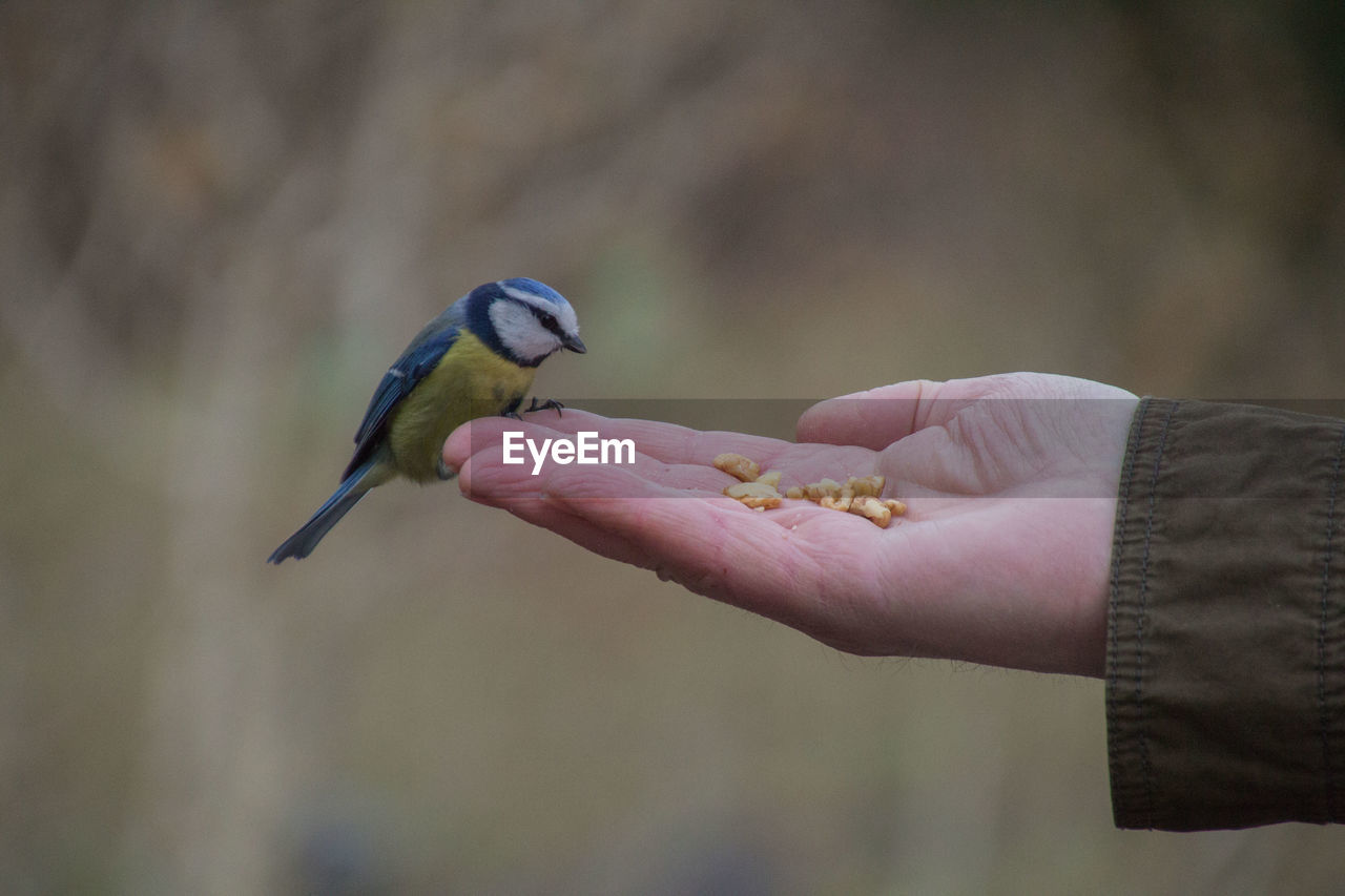 Close-up of hand holding titmouse