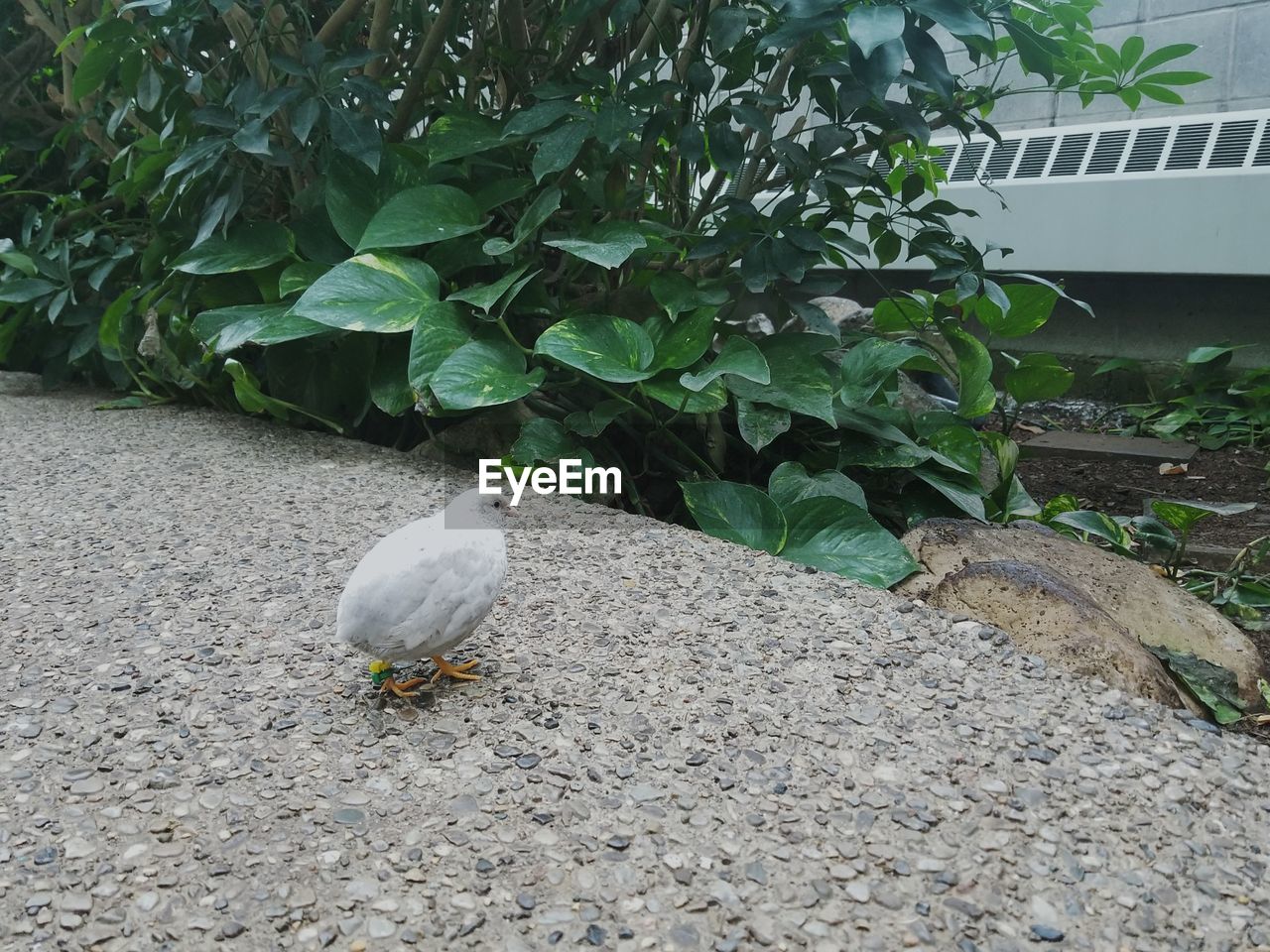 HIGH ANGLE VIEW OF SPARROW PERCHING ON PLANT