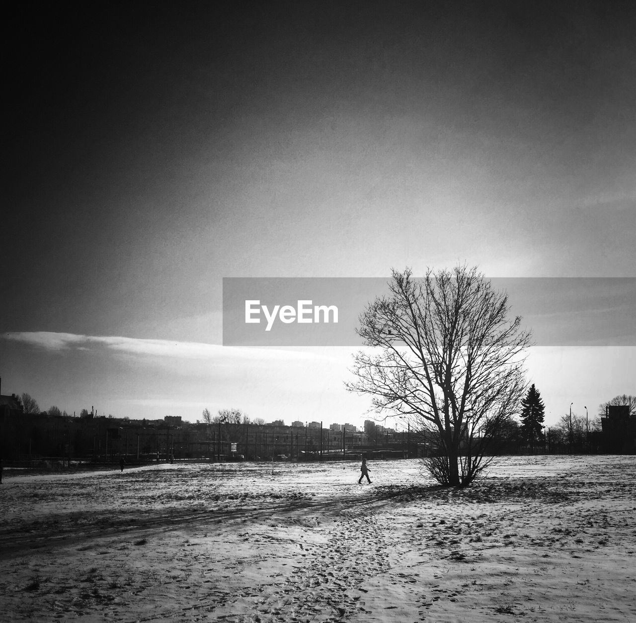 Lone bare tree on landscape against the sky