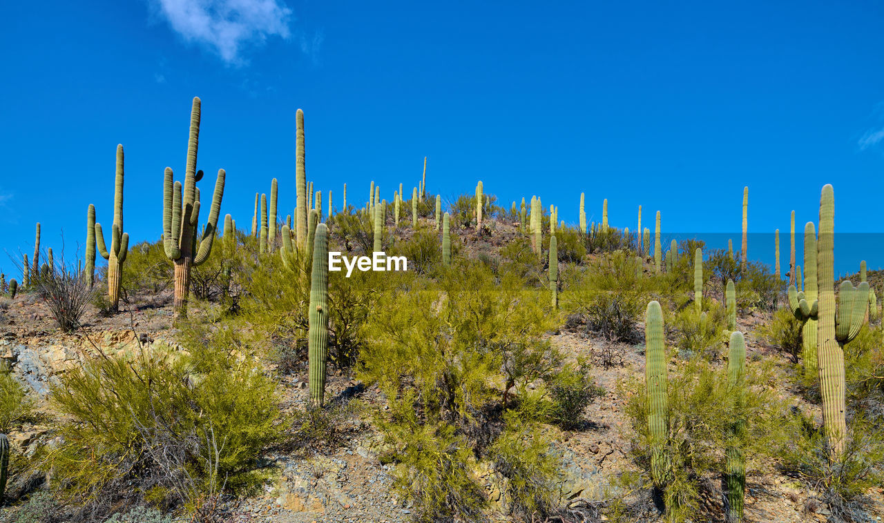 Saguaro cactues growing along king canyon wash in saguaro national park, tucson arizona.