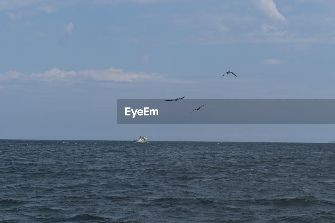 BIRDS FLYING OVER SEA