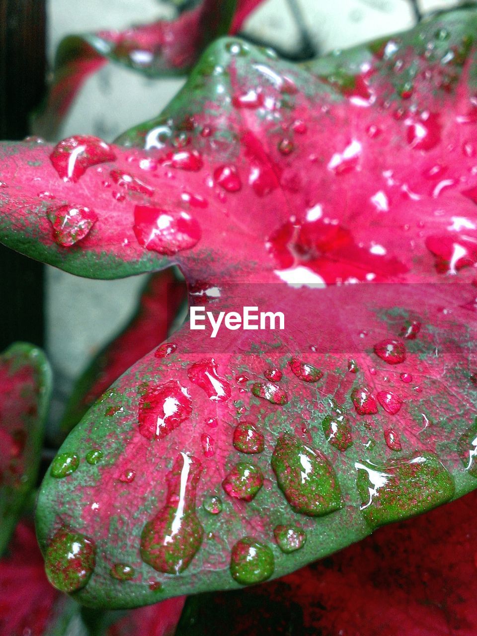 CLOSE-UP OF WATER DROPS ON PLANT