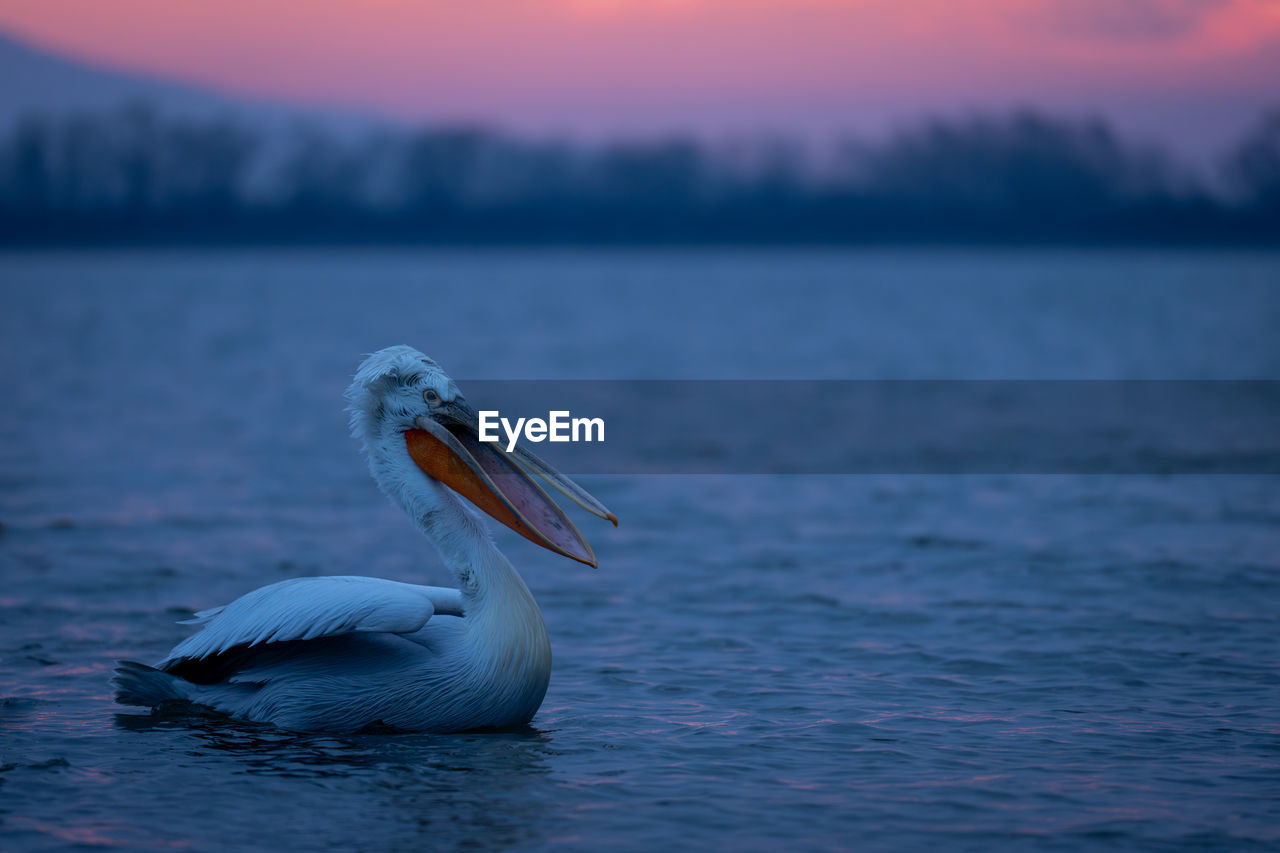 close-up of pelican
