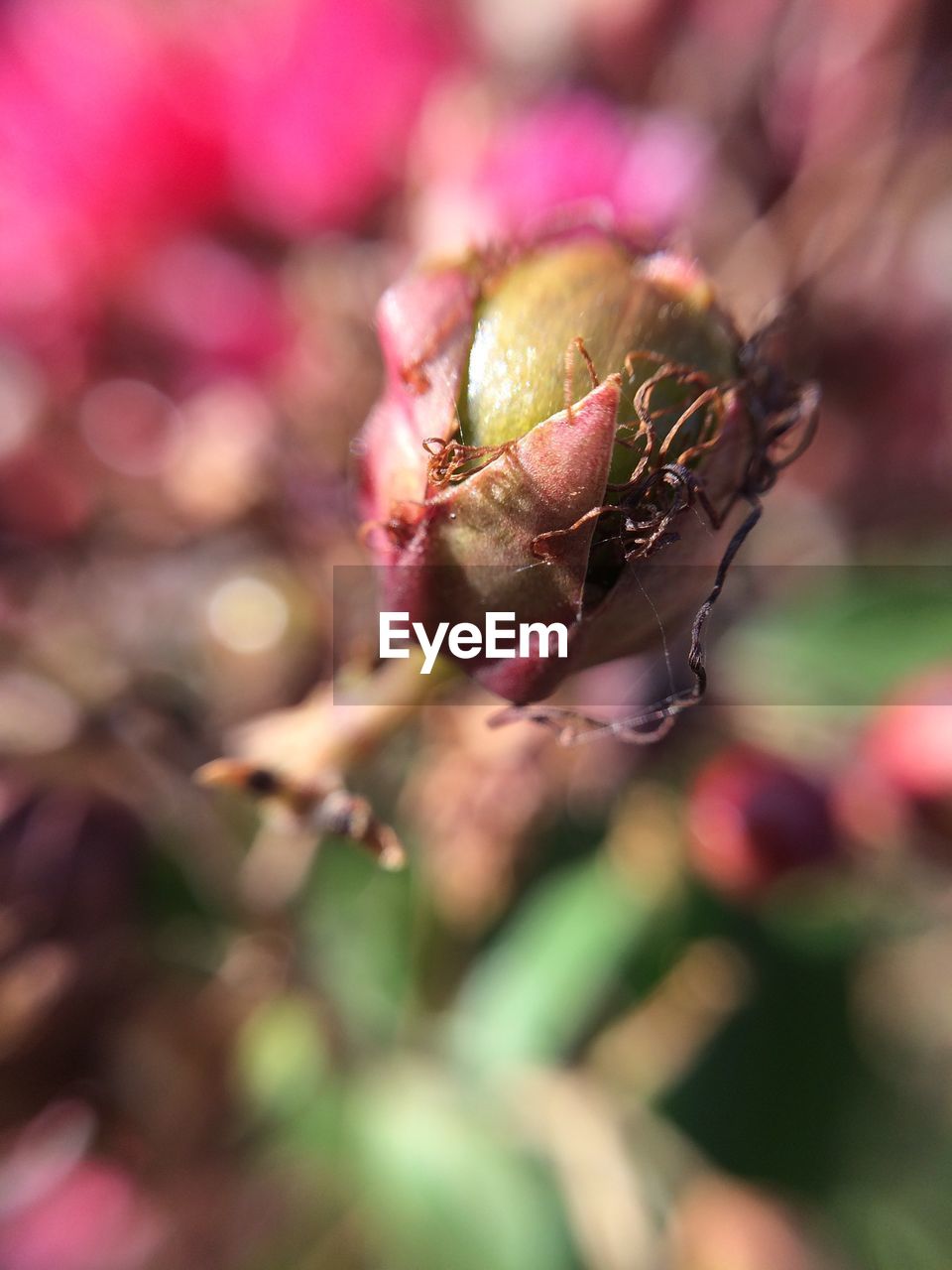 CLOSE-UP OF FLOWER PLANT