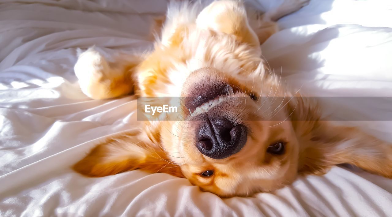VIEW OF DOG LYING DOWN ON BED