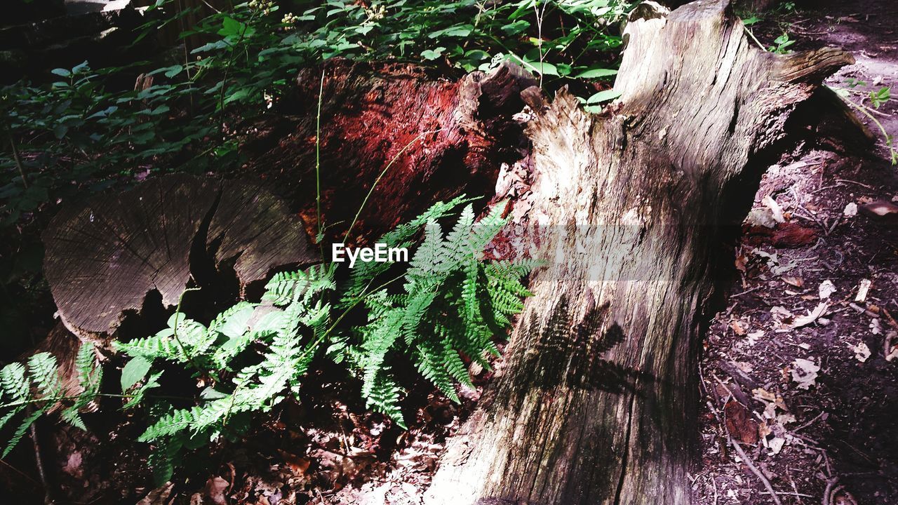 High angle view of fallen tree in forest