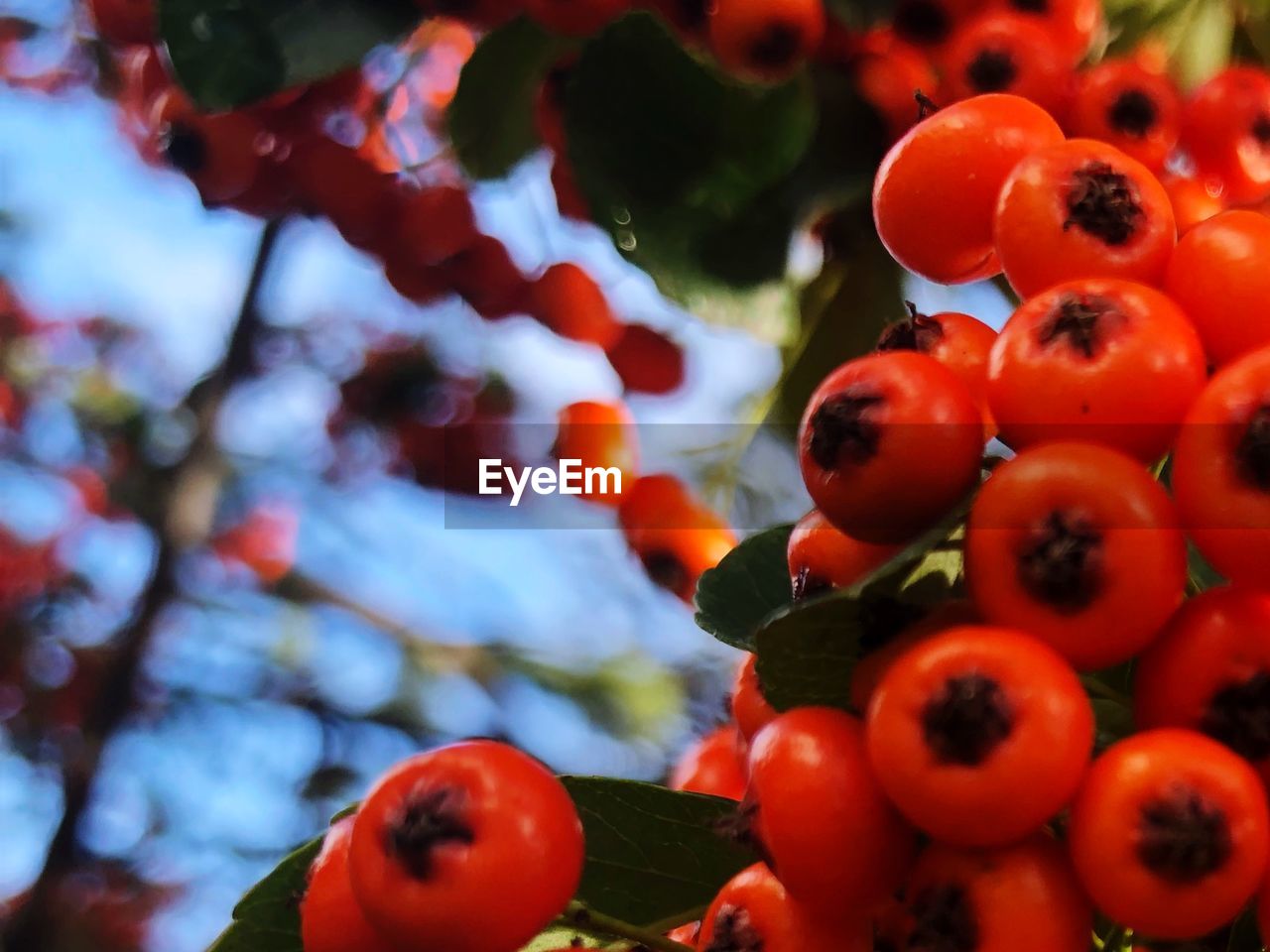 CLOSE-UP OF TOMATOES IN TREE