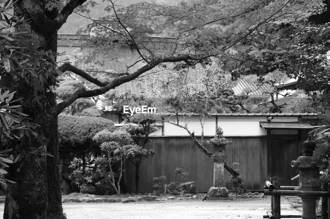 TREES AND PLANTS GROWING OUTSIDE HOUSE
