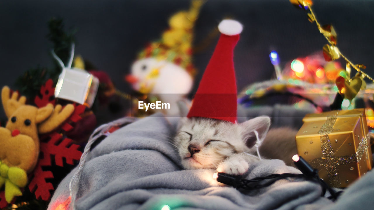 Close-up of kitten wearing santa hat in basket amidst christmas decorations