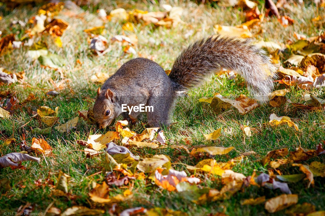 High angle view of squirrel on field during autumn