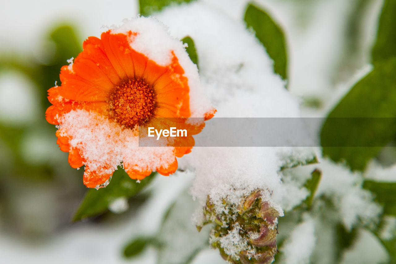 The first snow fell on a flower.