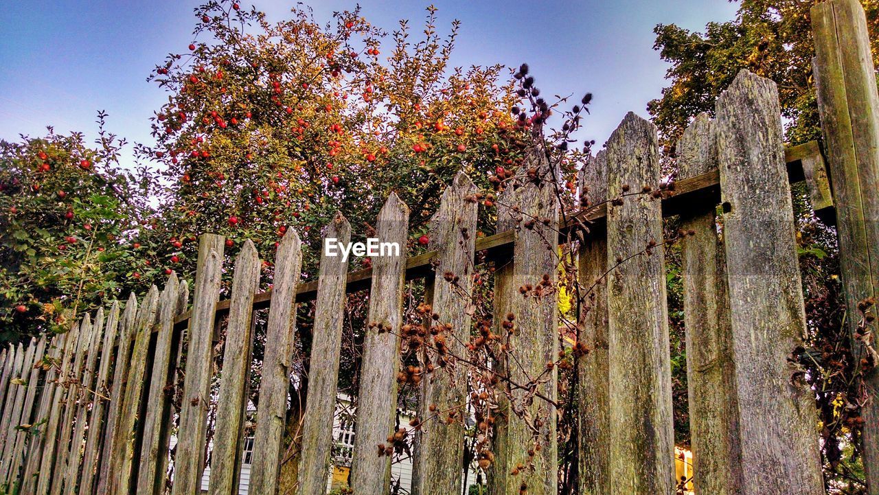 Low angle view of wooden fence against trees at park