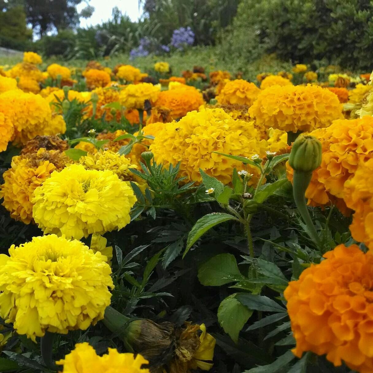 YELLOW FLOWERS BLOOMING IN FIELD