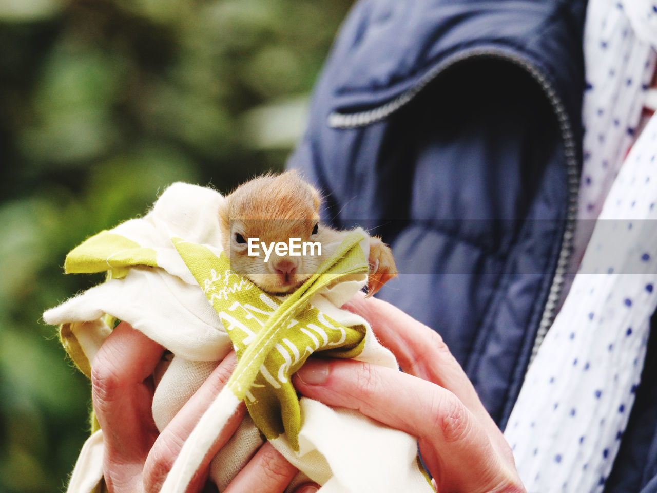 Close-up of hand holding baby squirrel 