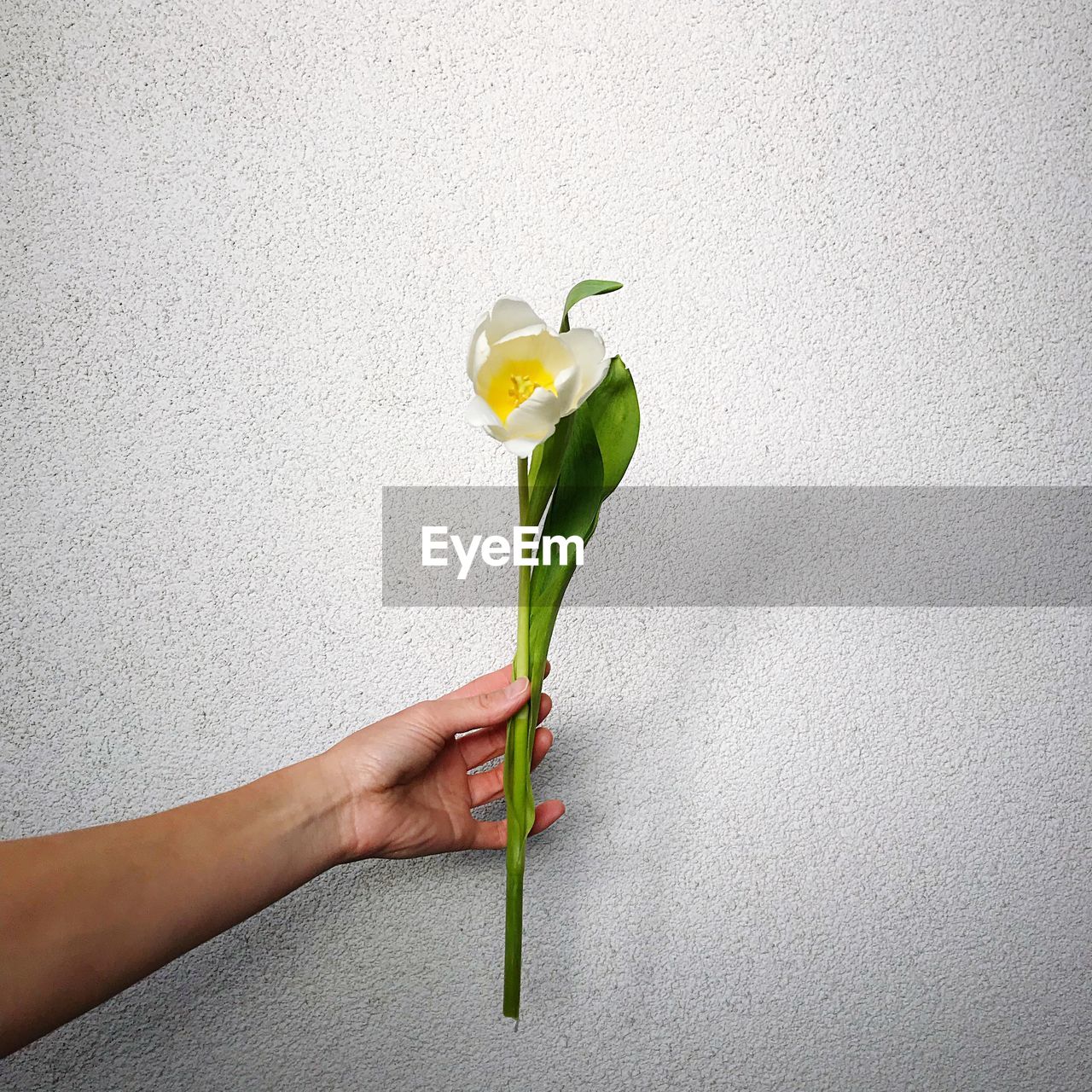 Cropped hand of person holding tulip flower against wall