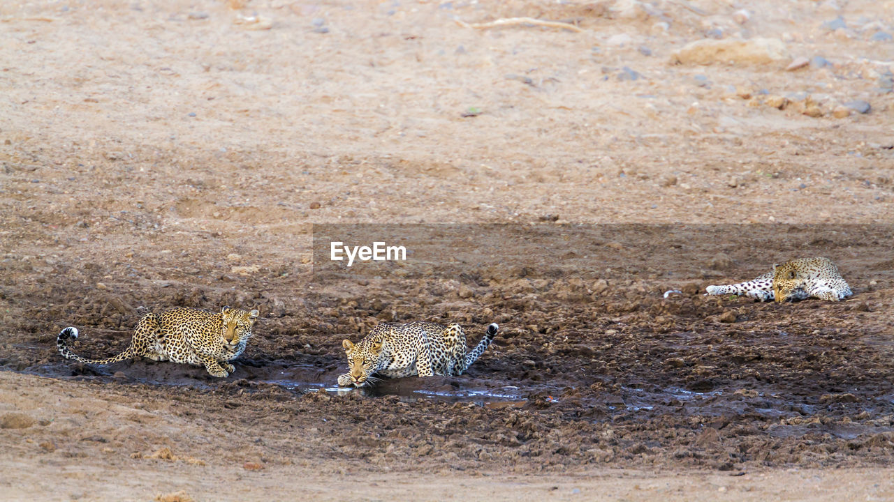 High angle view of leopards on land