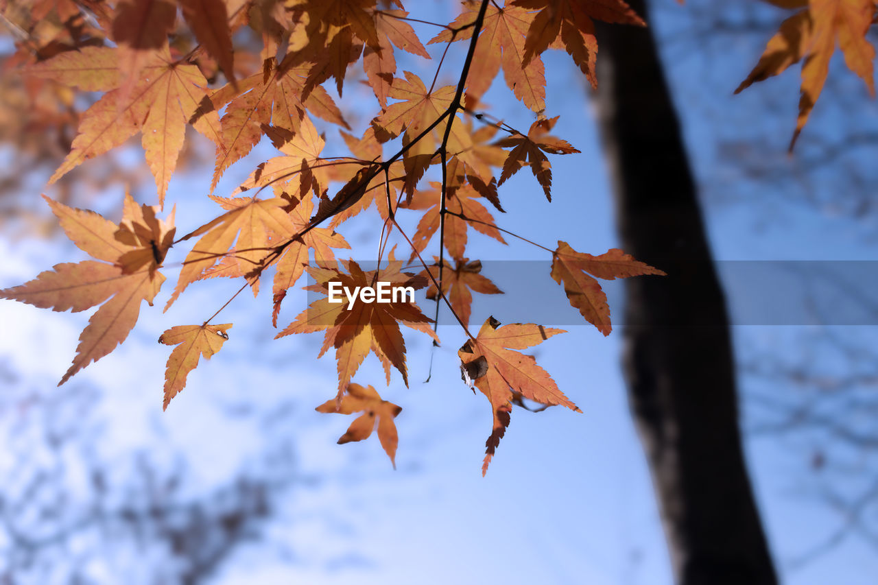 leaf, plant part, autumn, tree, nature, beauty in nature, plant, branch, maple tree, maple, maple leaf, tranquility, sky, no people, environment, orange color, land, outdoors, scenics - nature, day, focus on foreground, close-up, autumn collection, sunlight, low angle view, yellow, forest, landscape, selective focus, tree trunk, trunk, tranquil scene, twig, idyllic, backgrounds, dry, red, leaf vein, natural condition