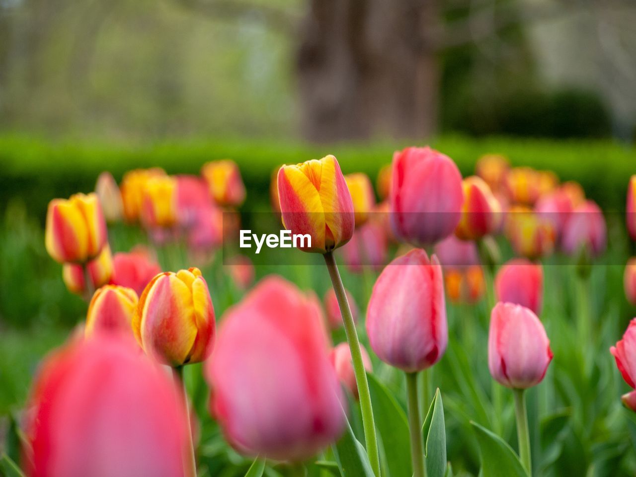 Close-up of pink tulips on field