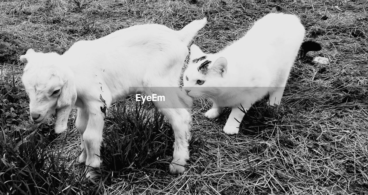 High angle view of kid goat and cat on grassy field