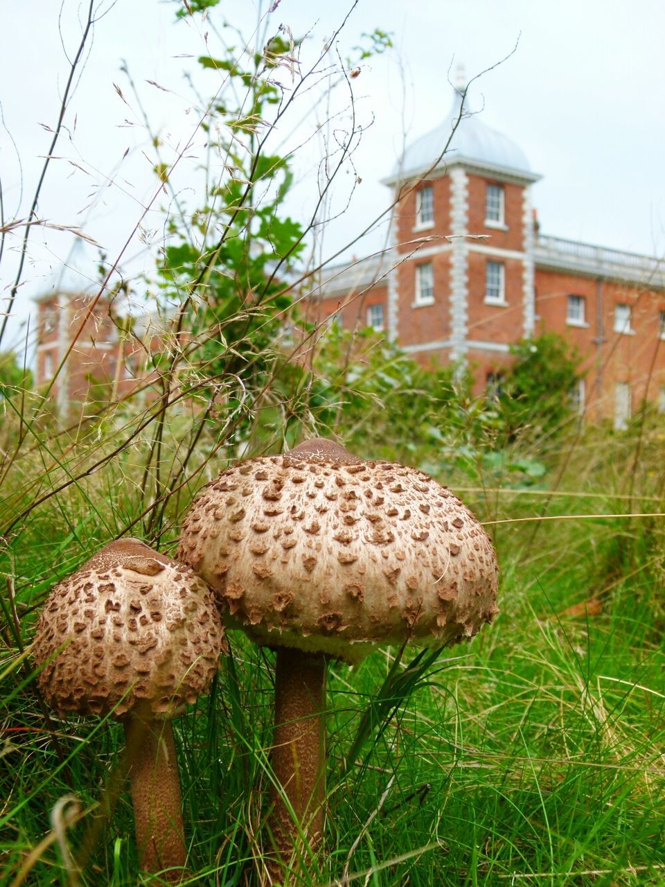 Close-up of wild mushrooms growing in park