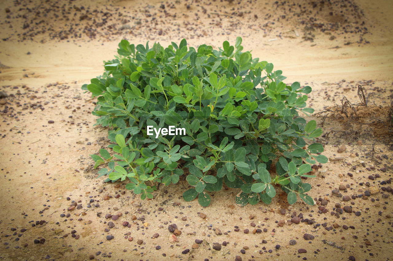 High angle view of plant on ground