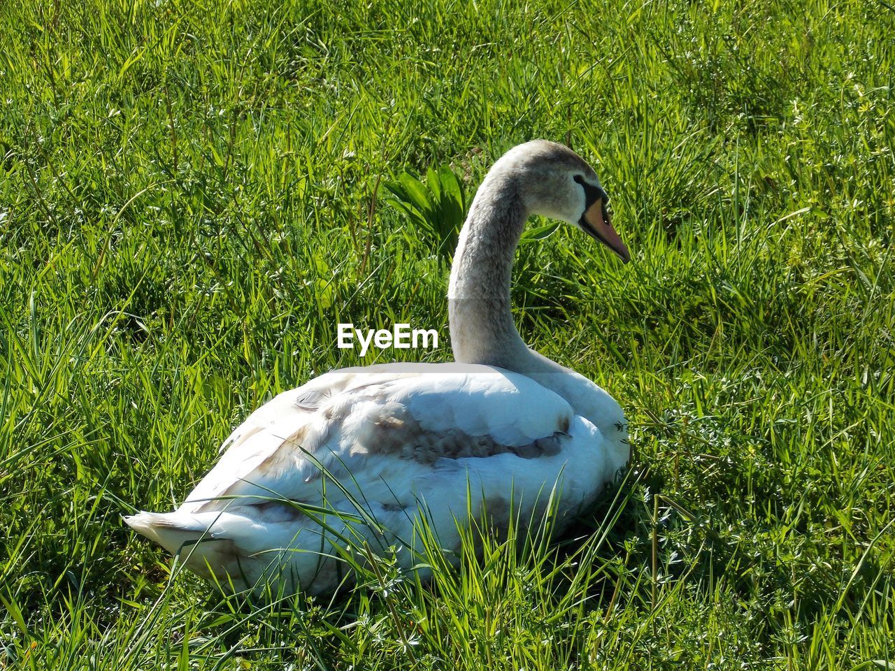 VIEW OF SWAN ON GRASS