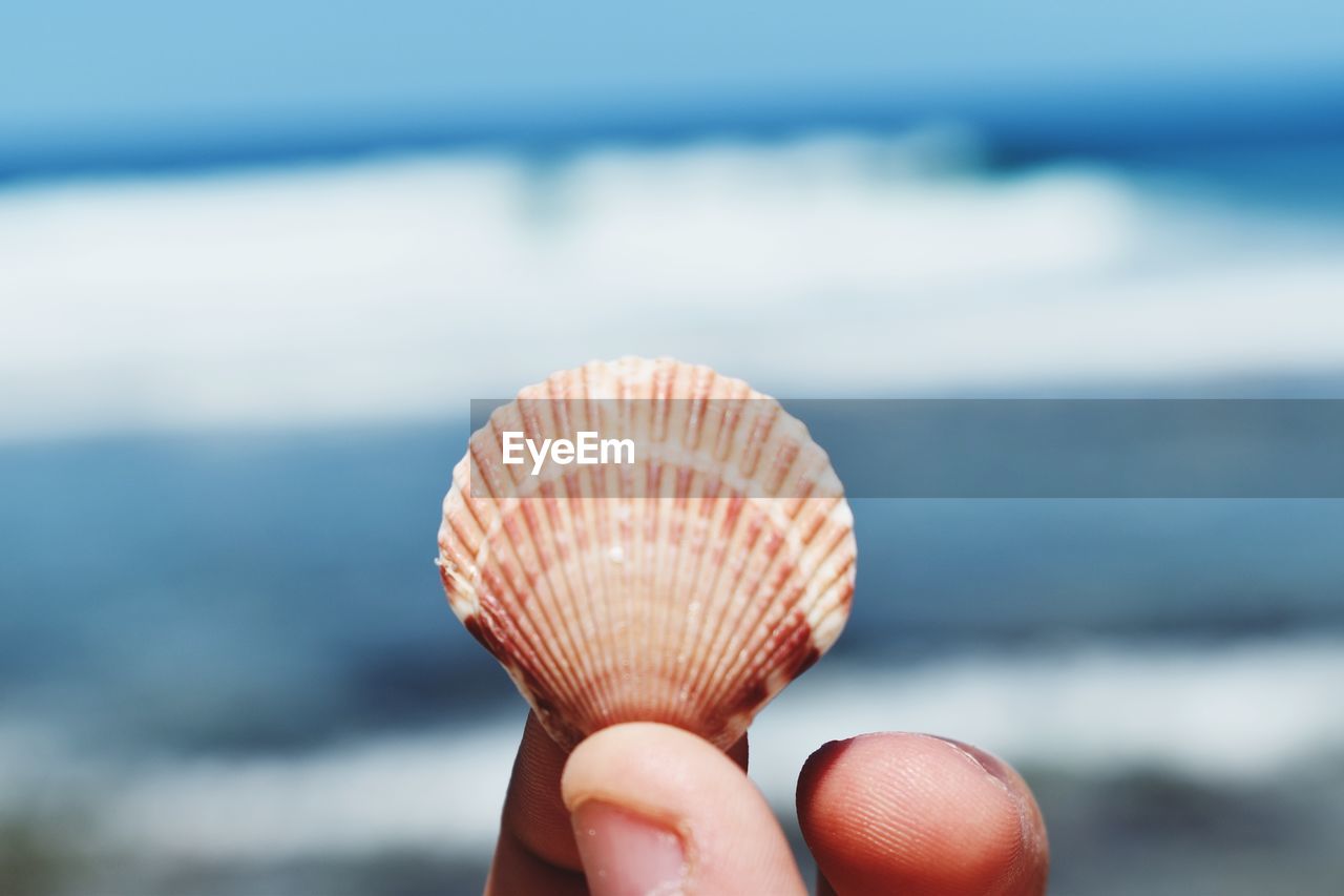 Cropped hand holding seashell against sea