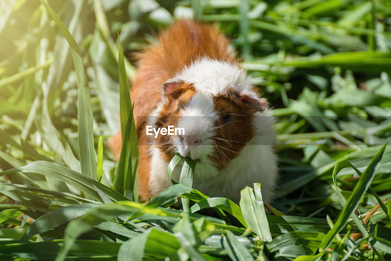 High angle view of rabbit eating grass