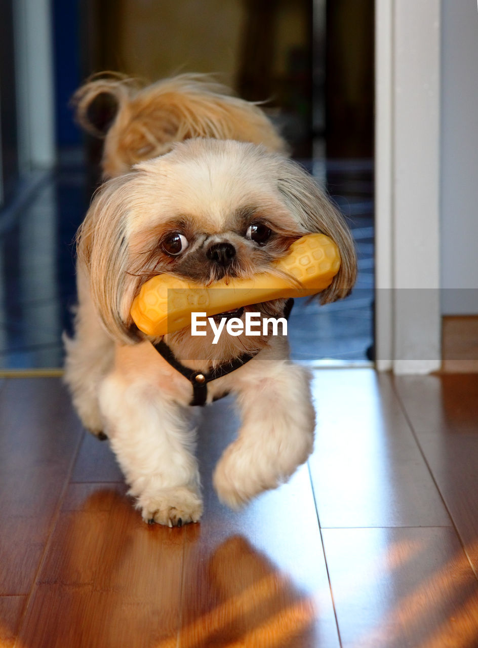 Shihtzu walking with toy