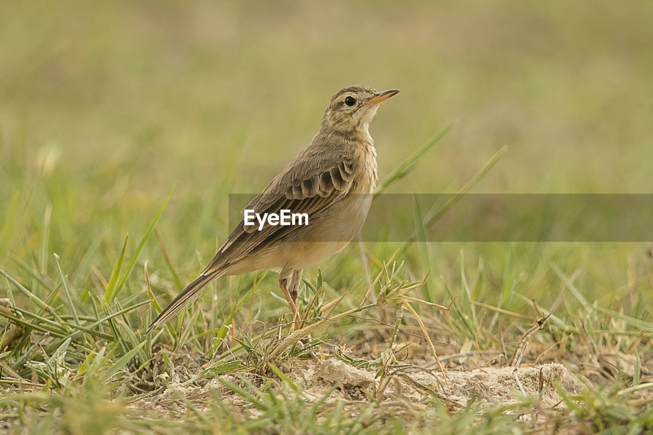 Close-up of bird perching on grass