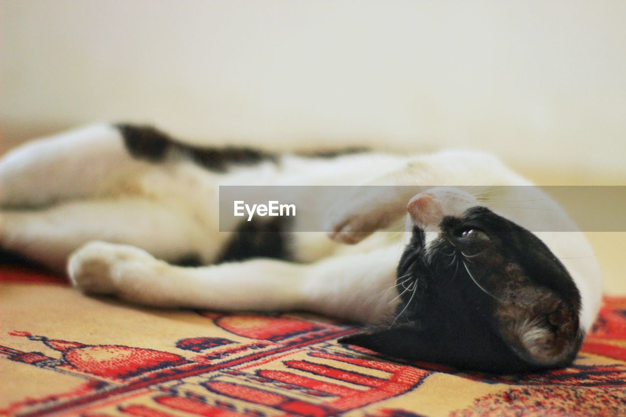 CAT RESTING ON BED