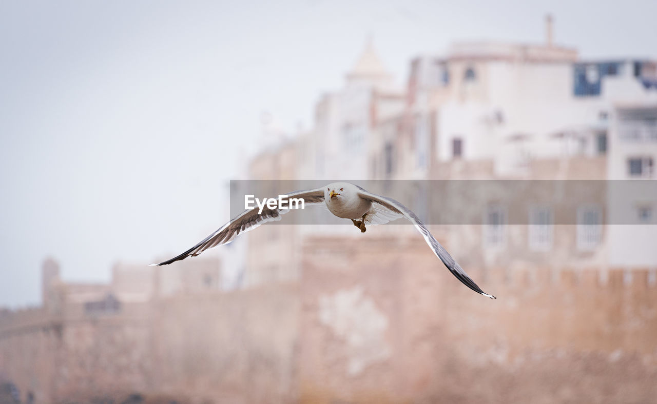 Close-up of seagull flying against buildings in a moroccan city