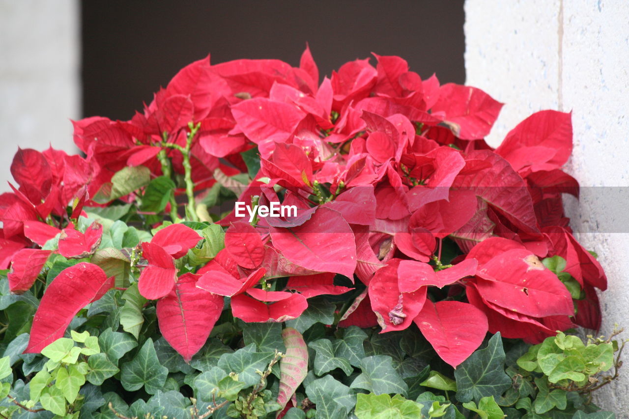 Close-up of red flowers