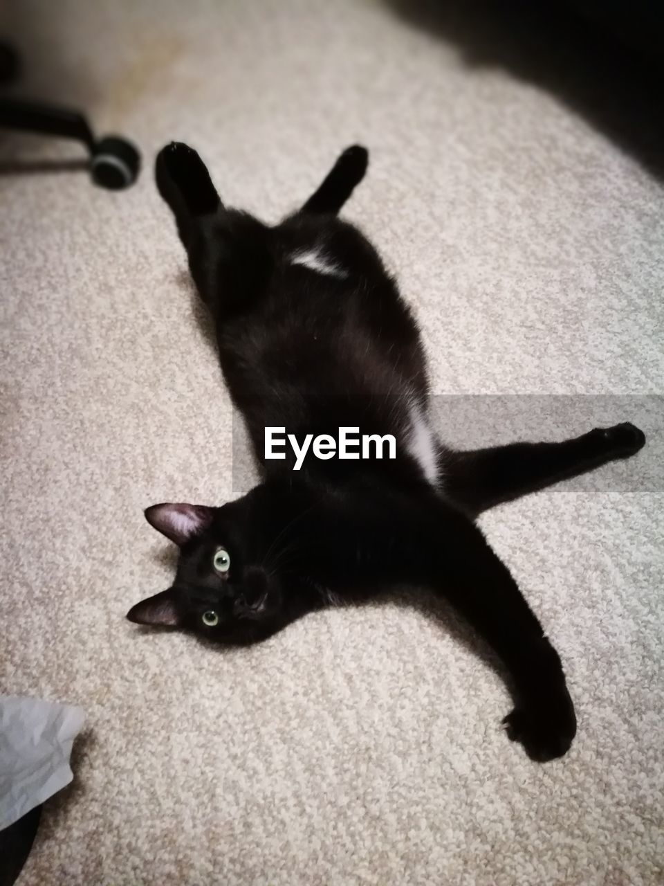 HIGH ANGLE VIEW OF CAT RELAXING AT HOME