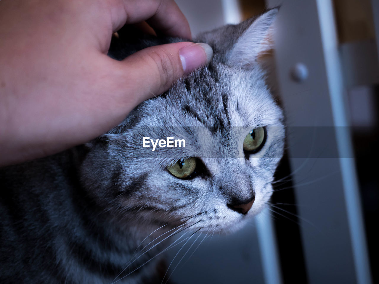 CLOSE-UP OF HAND HOLDING CAT WITH EYES