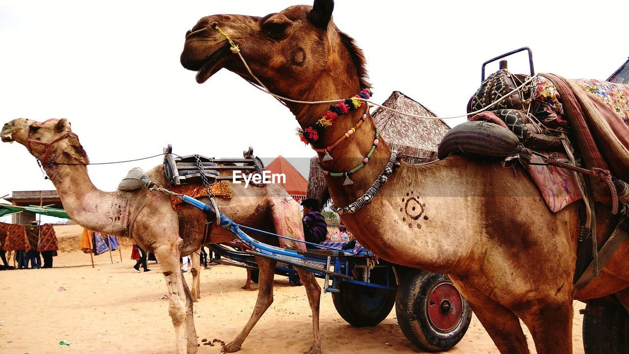 HORSE CART ON VEHICLE