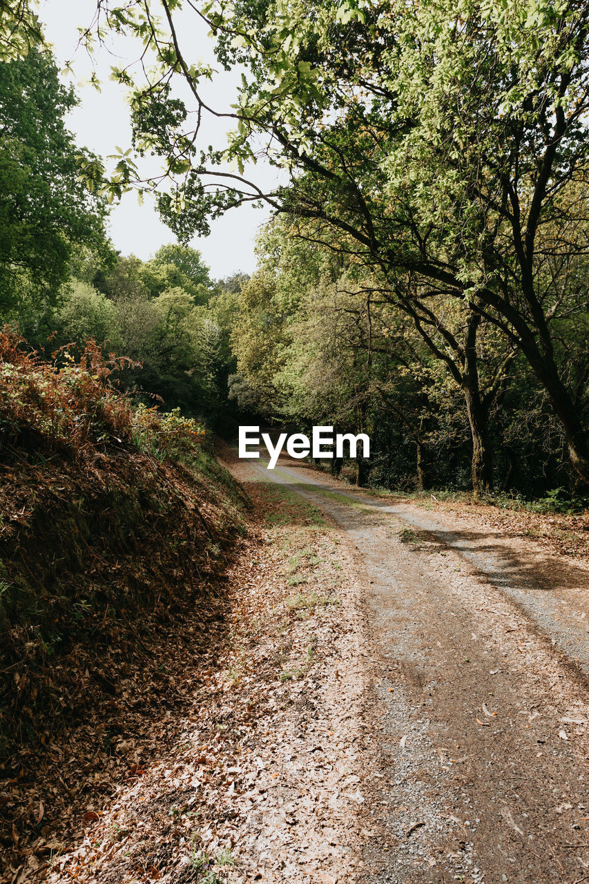 EMPTY ROAD ALONG TREES