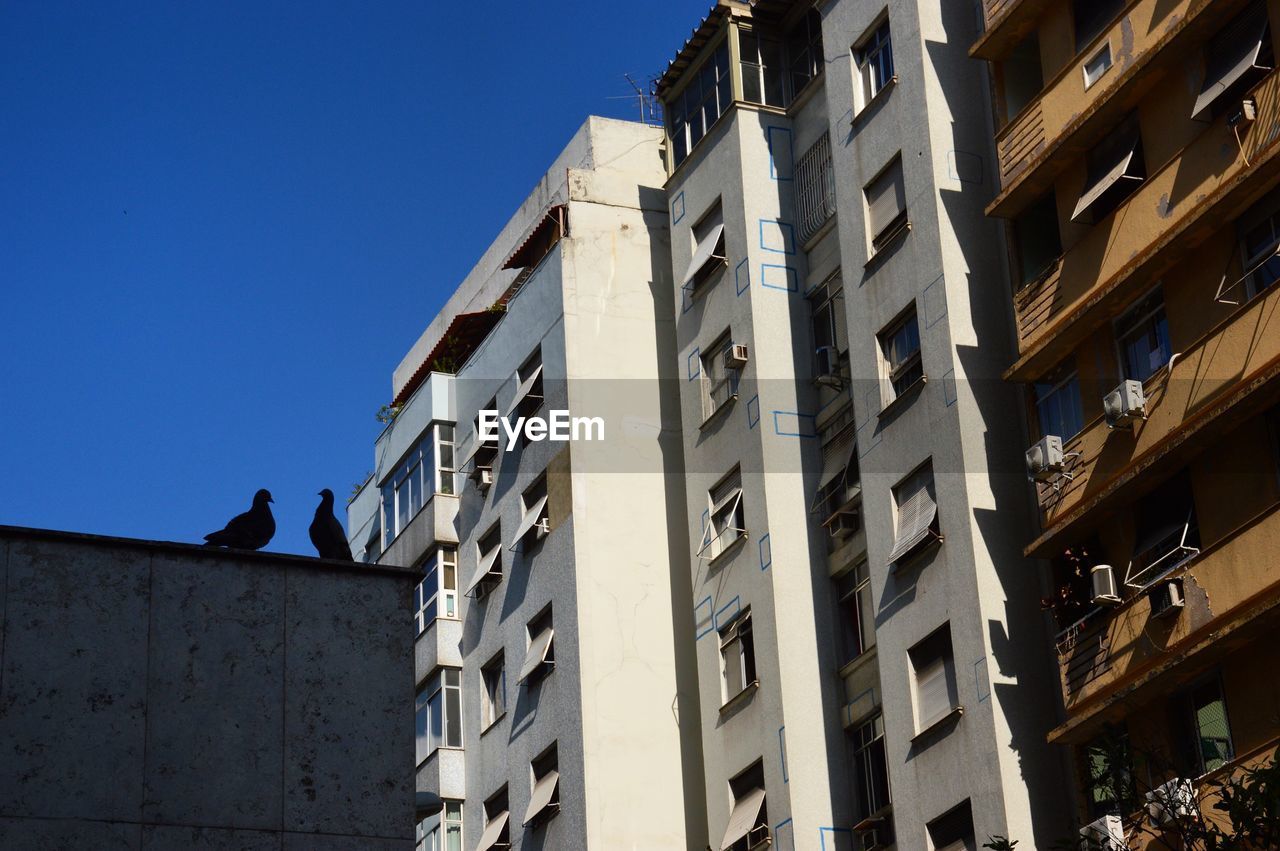 Low angle view of birds perching on building against clear sky